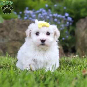 Bell, Maltese Puppy